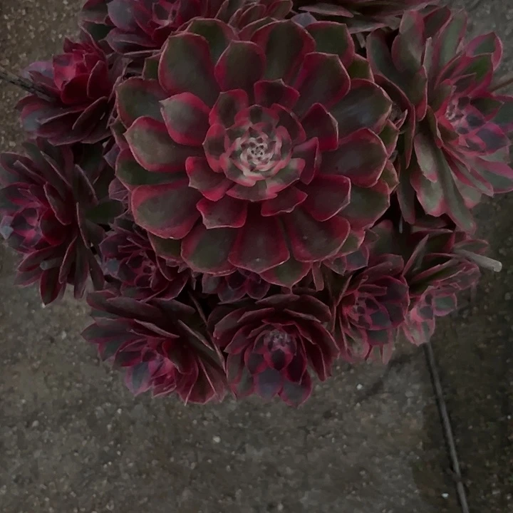 多肉植物云荷锦…………