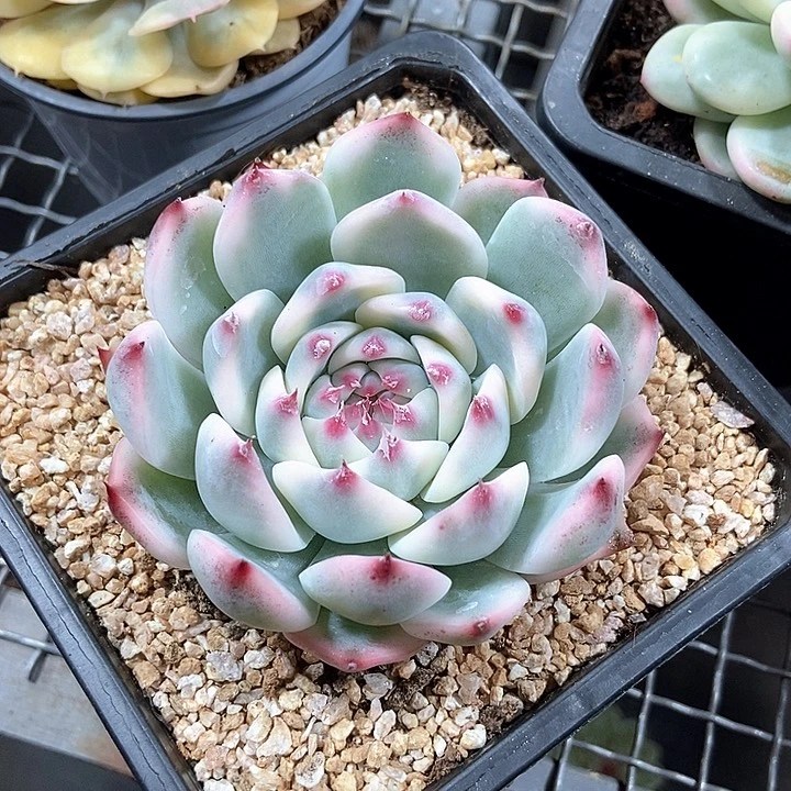 鸑***）吉娃娃锦多肉植物的