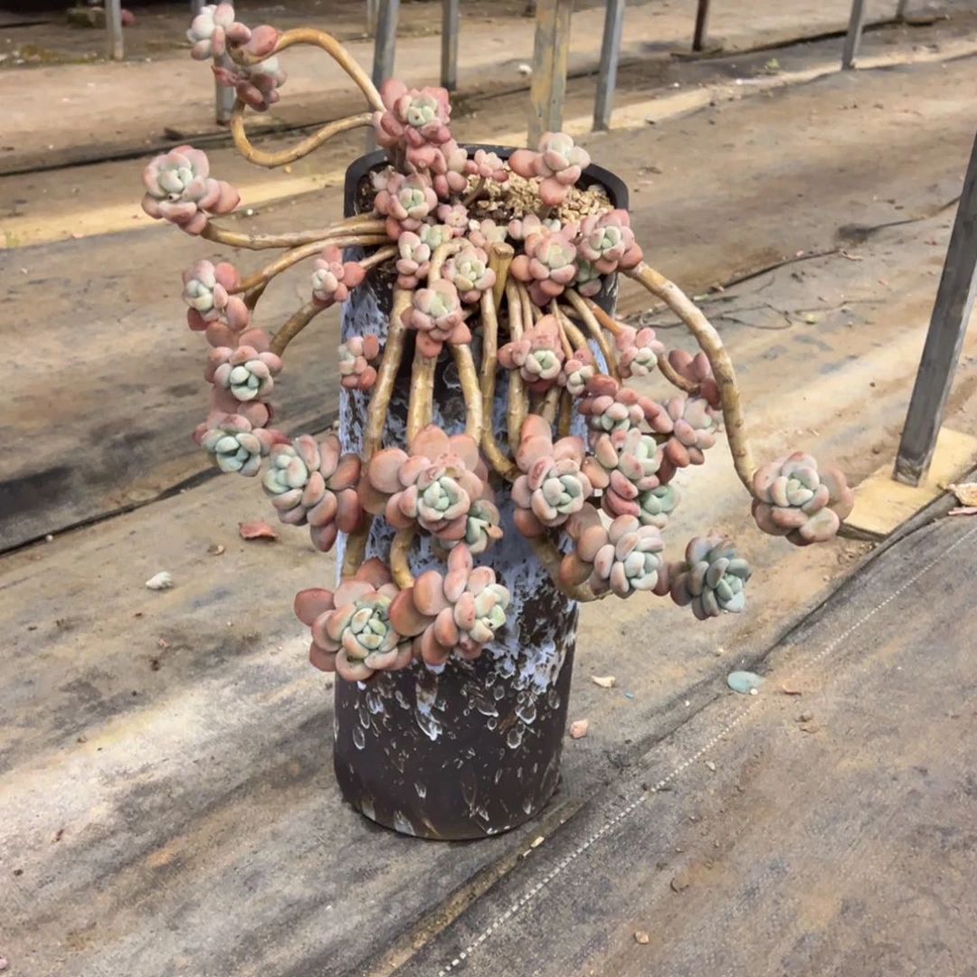 露养老桩洛神加盆