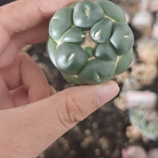 无刺像芽丸，一物一拍！