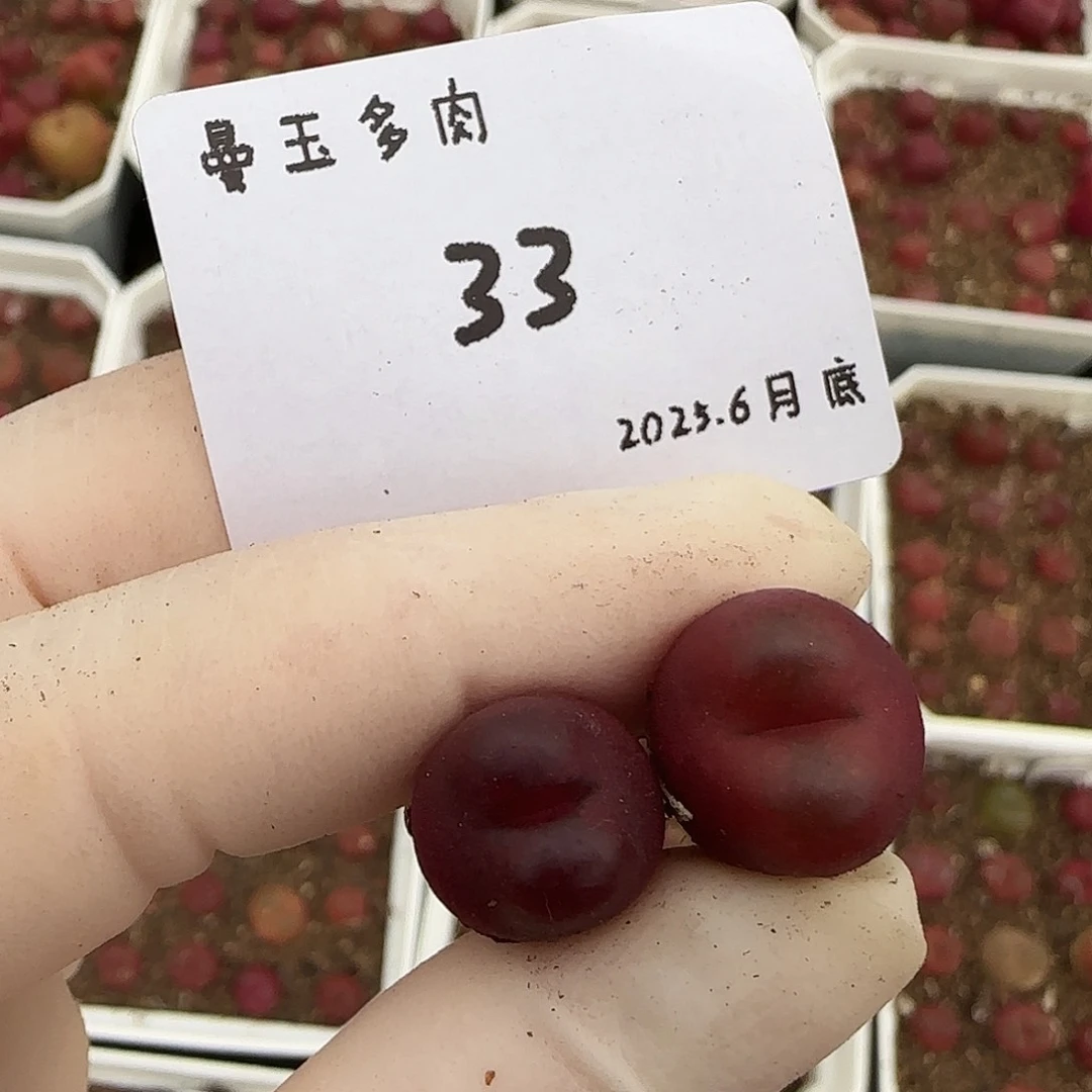 枫***了多肉多肉多肉6.27-033