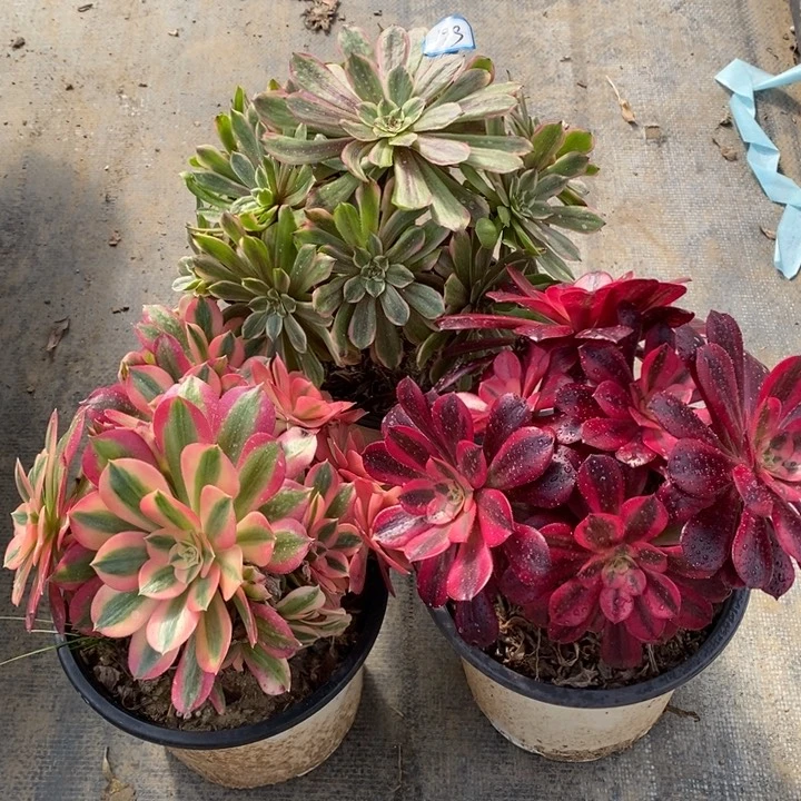 199粉黛，粉女巫，美杜莎多肉