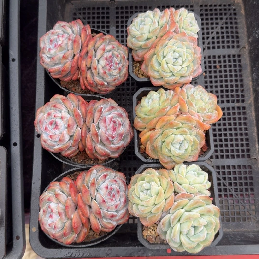 6颗一起一物一拍的