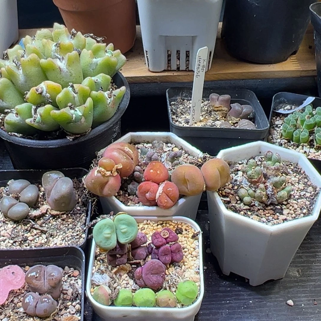 蓝***）多肉植物1111111111111