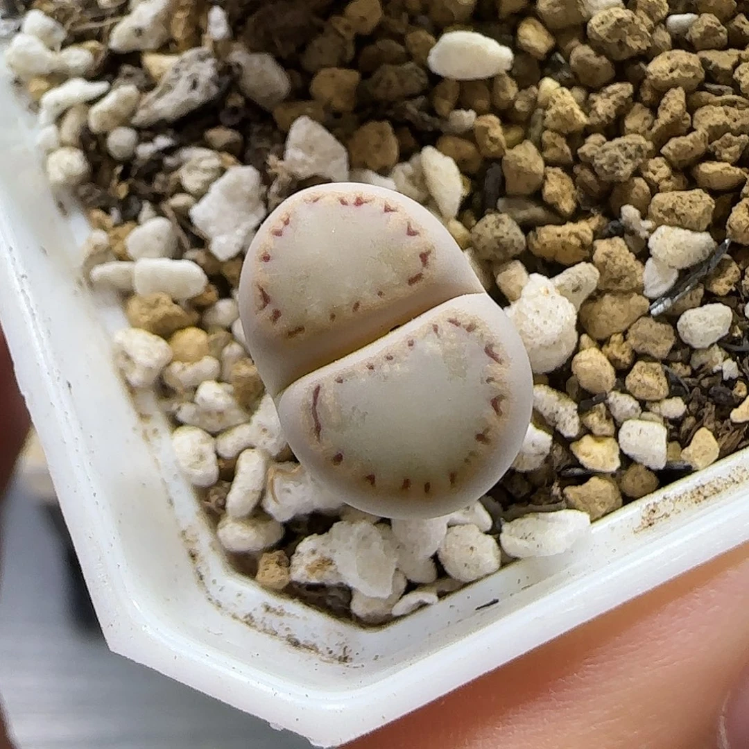 11.22。   饼干。  2006