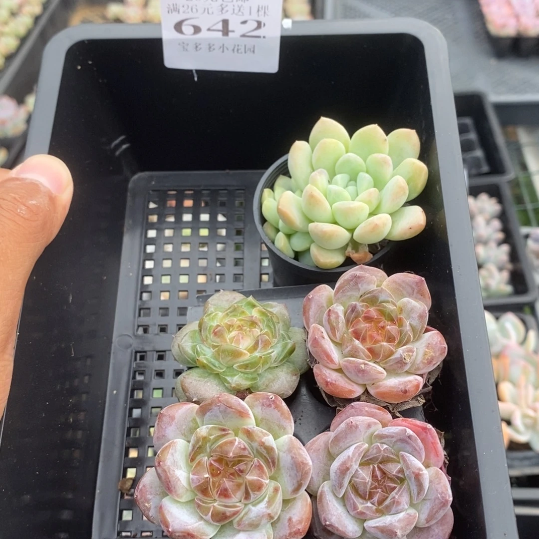 642号到手一筐一物一拍