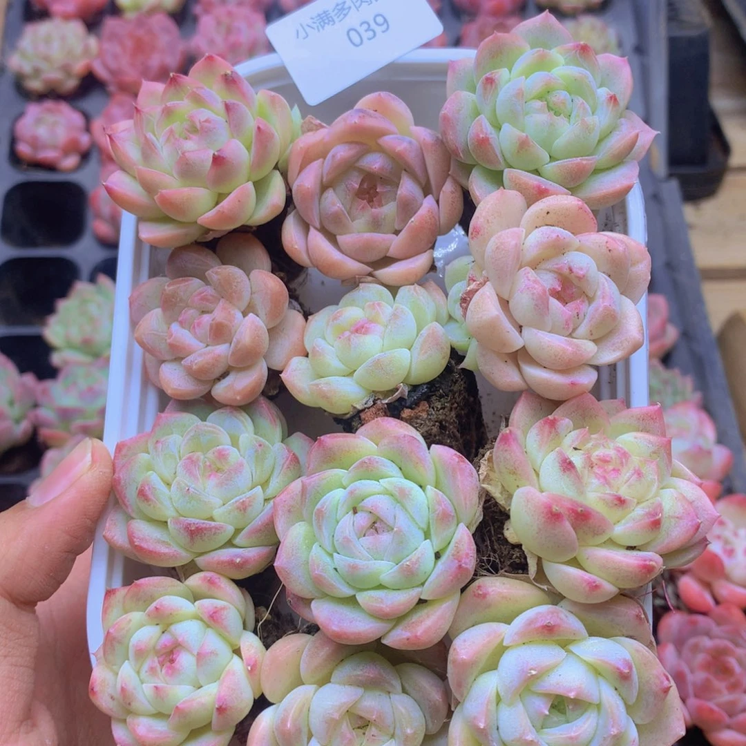 我要睡觉啦晚安039