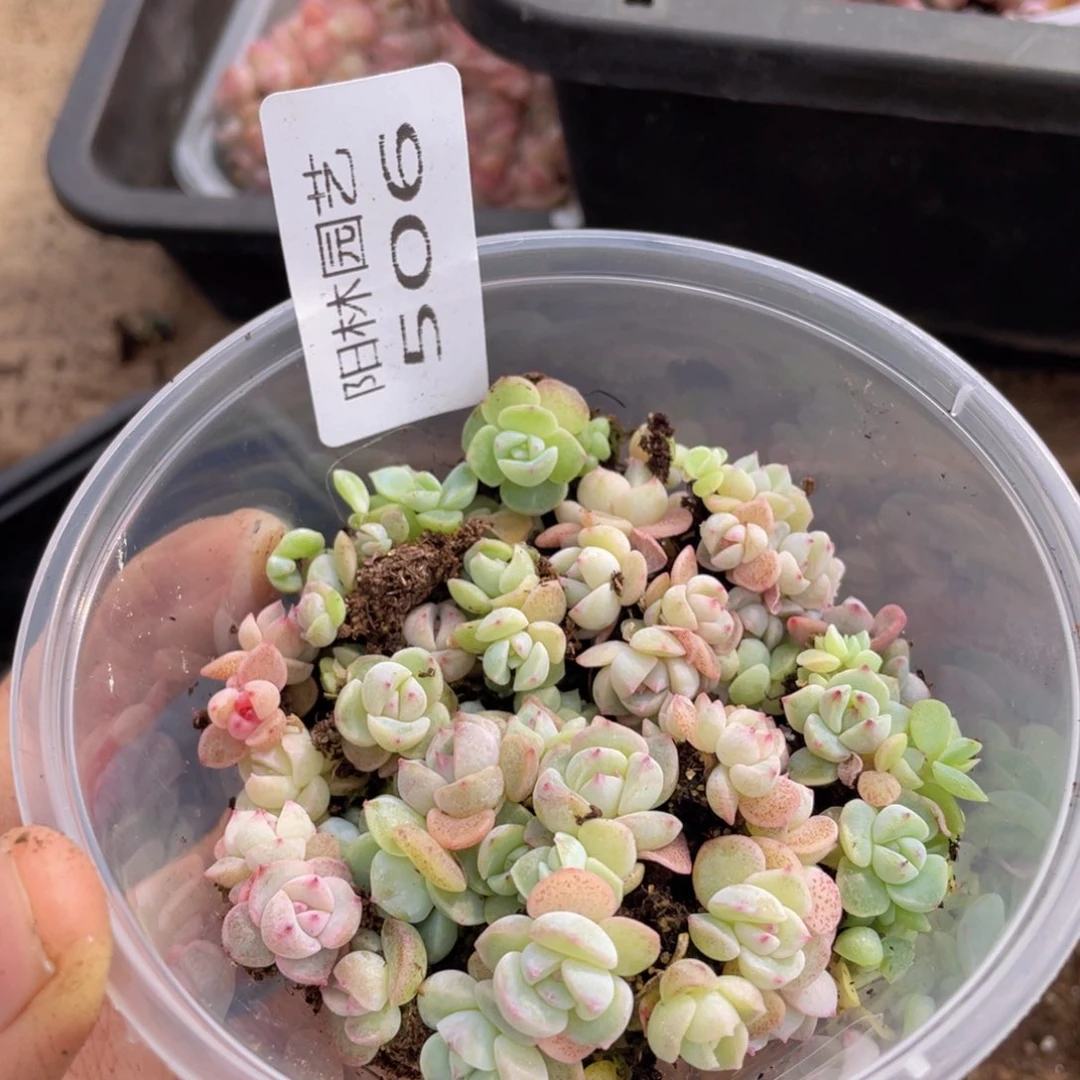 多肉植物多肉植物506