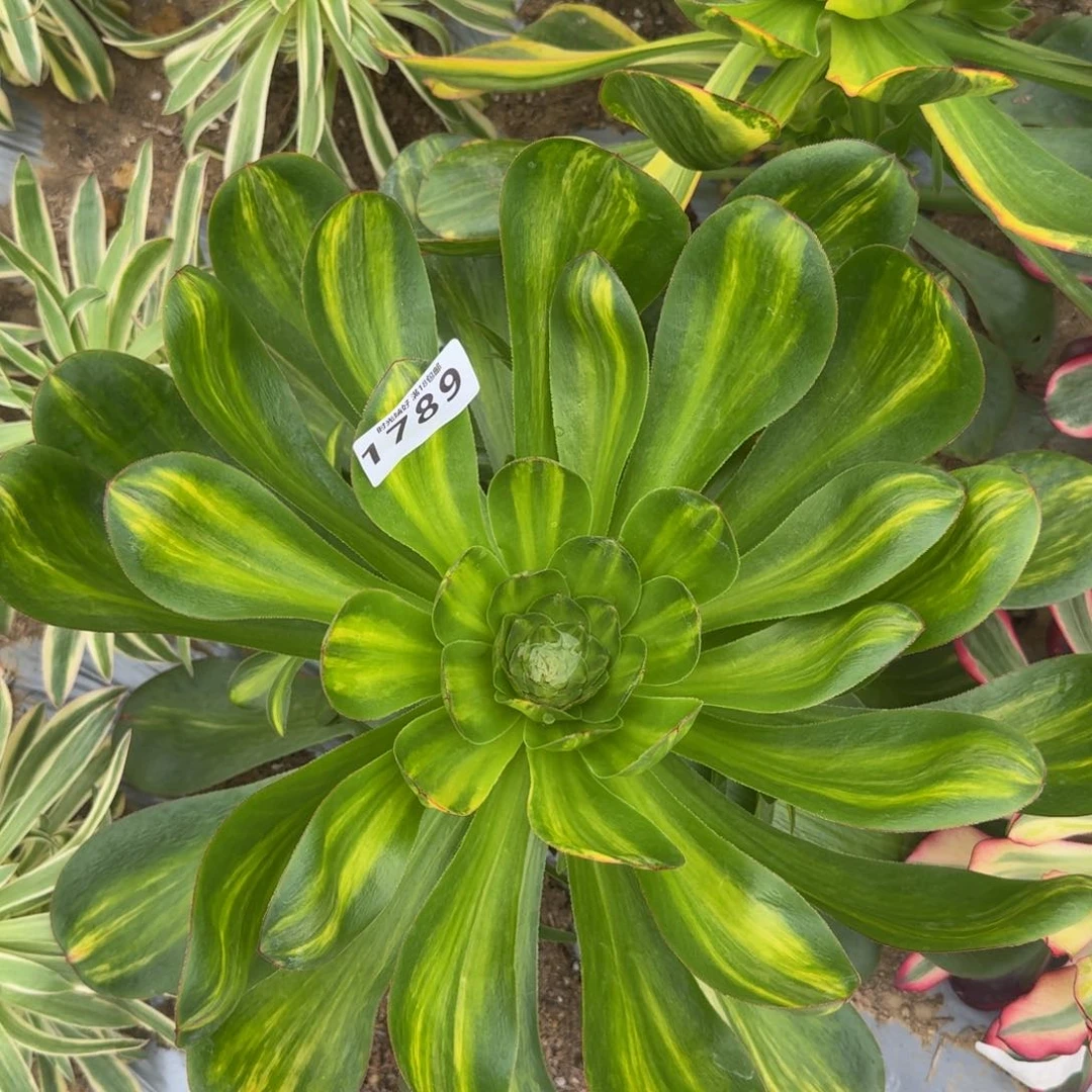 1789燕姿七彩。多肉植物