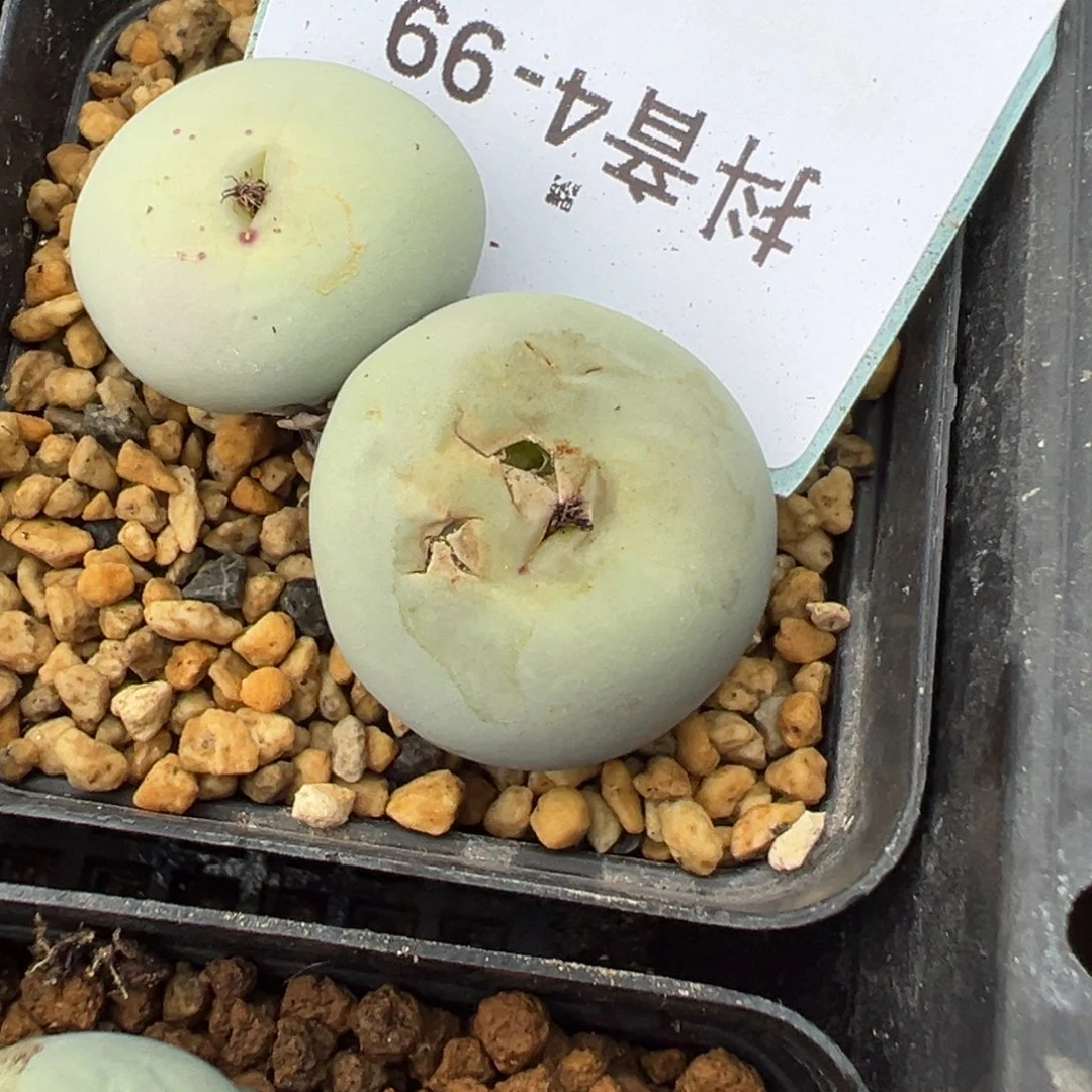哦*哦4-99肉锥多肉植物