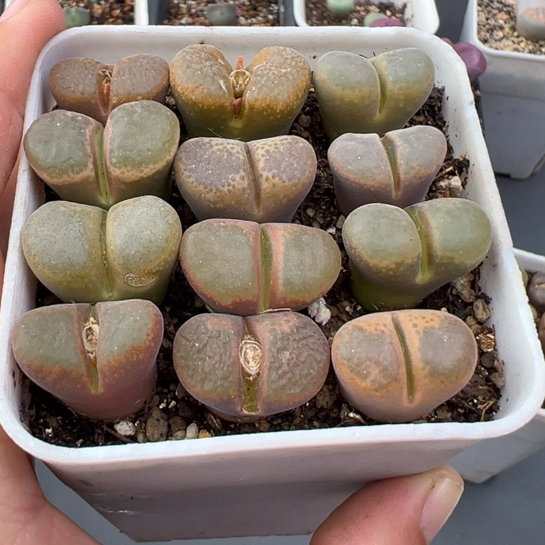 12.1好看的多肉脱土发货911