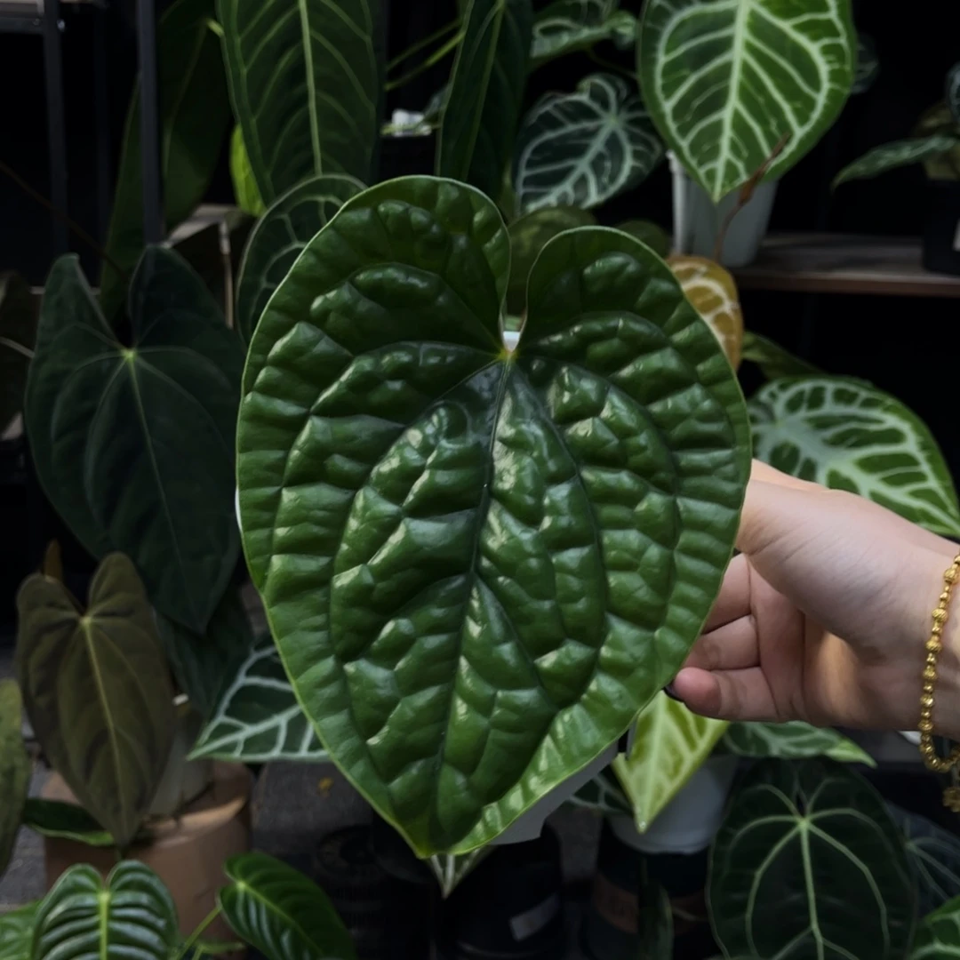 无花朵奢华切桩7993