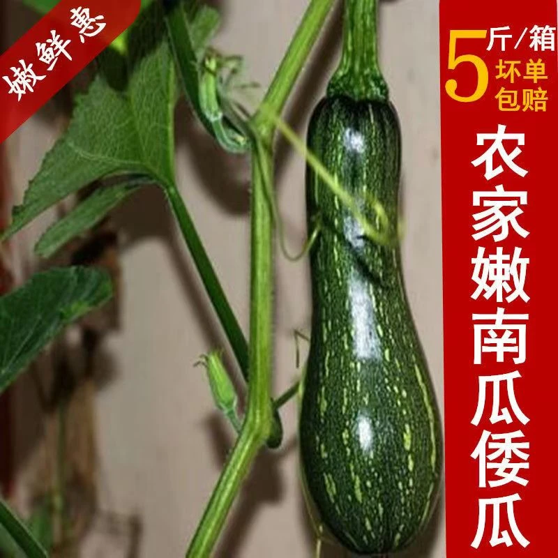 新鲜嫩南瓜农家种植绿色蔬菜小倭瓜做馅炒菜花皮小南瓜北瓜包邮