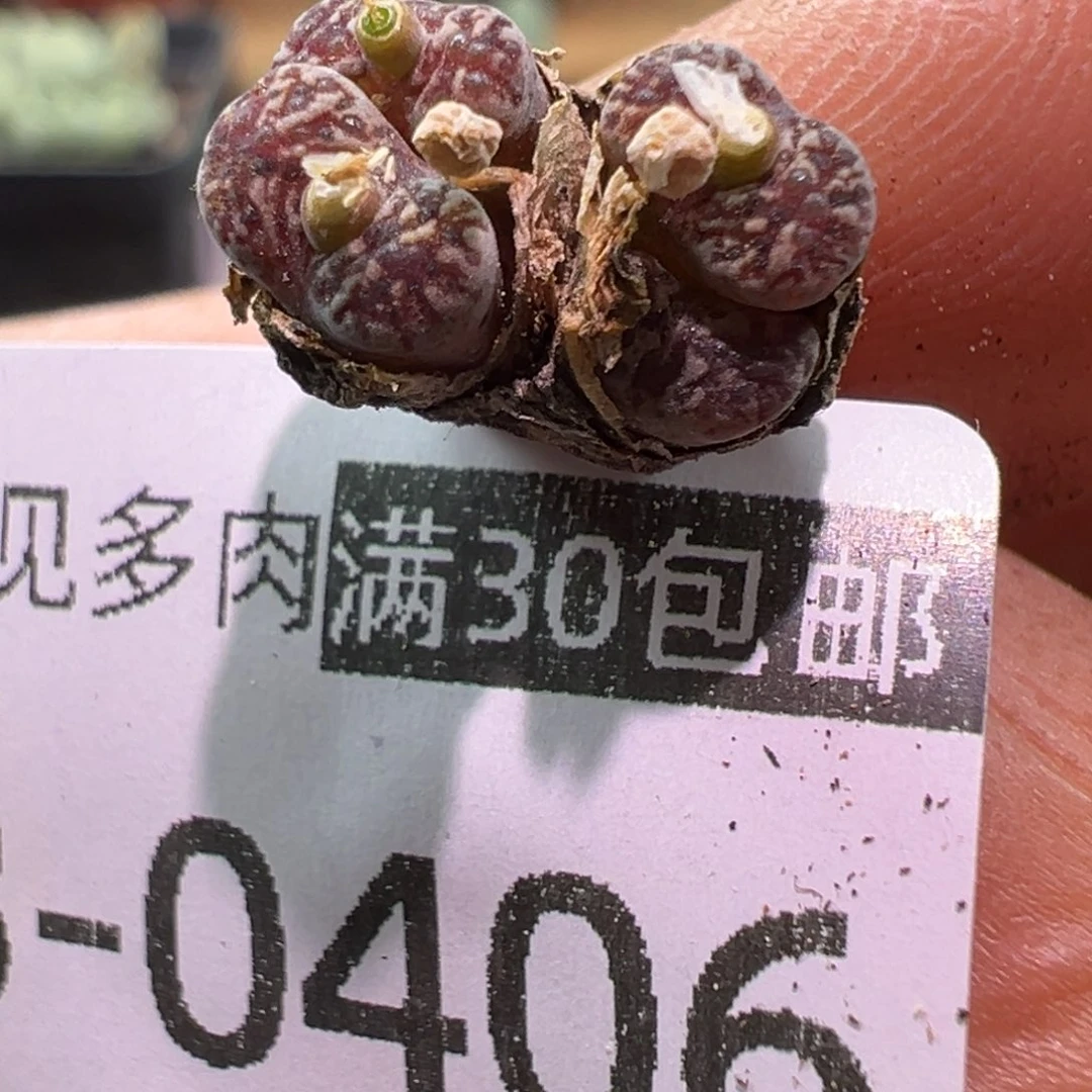多肉植物111111111111