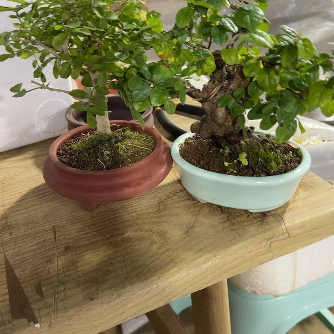 珍***多发发发发发发发发