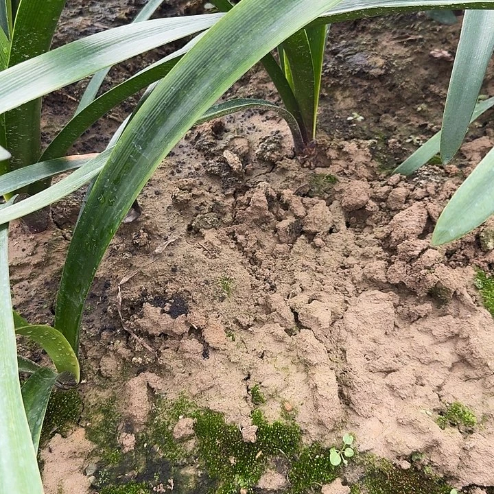 霓见星朱顶红一棵4+