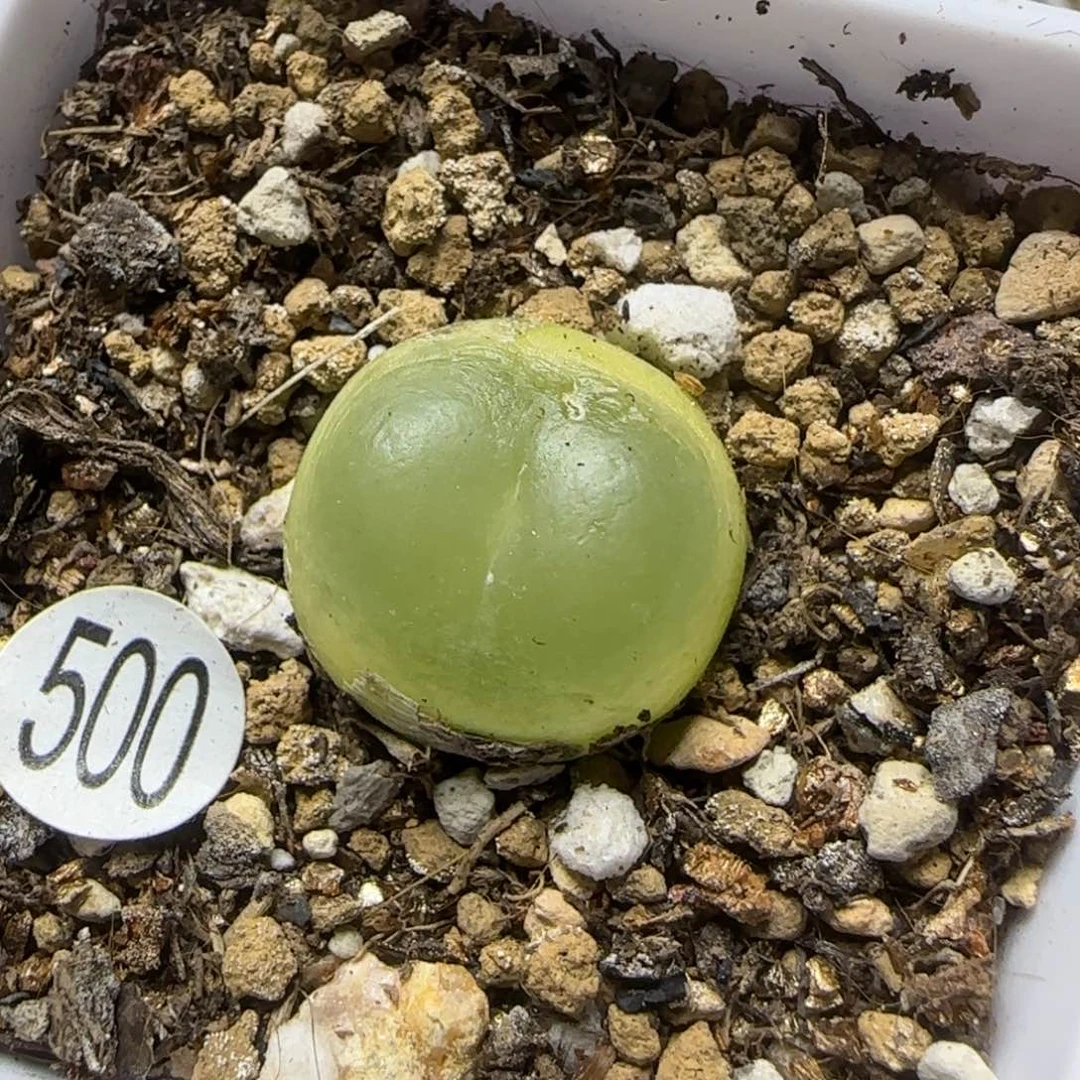 拉登1.7+瑕疵多肉植物500
