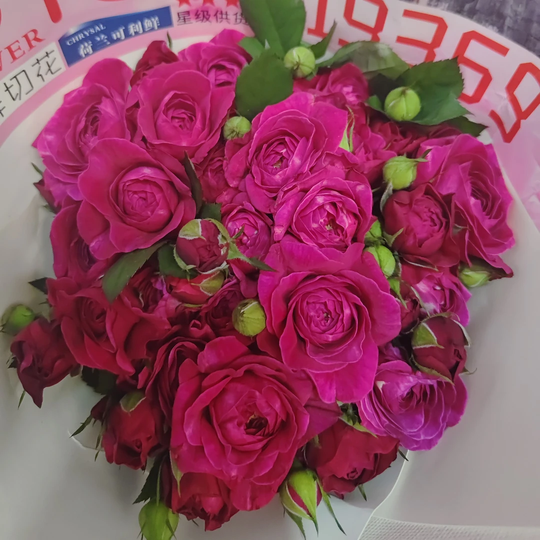 两单包邮！多头【复色】玫瑰