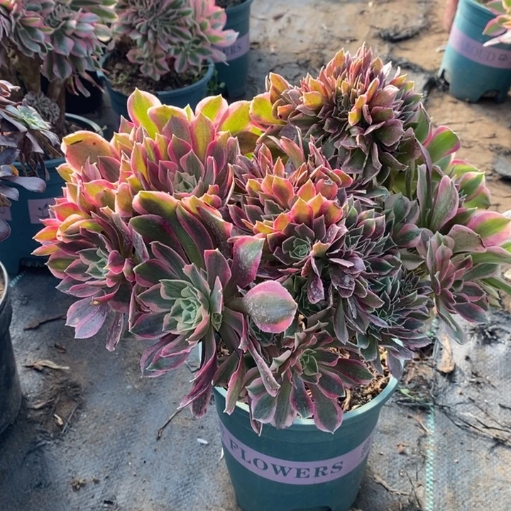 女神缀多肉51。