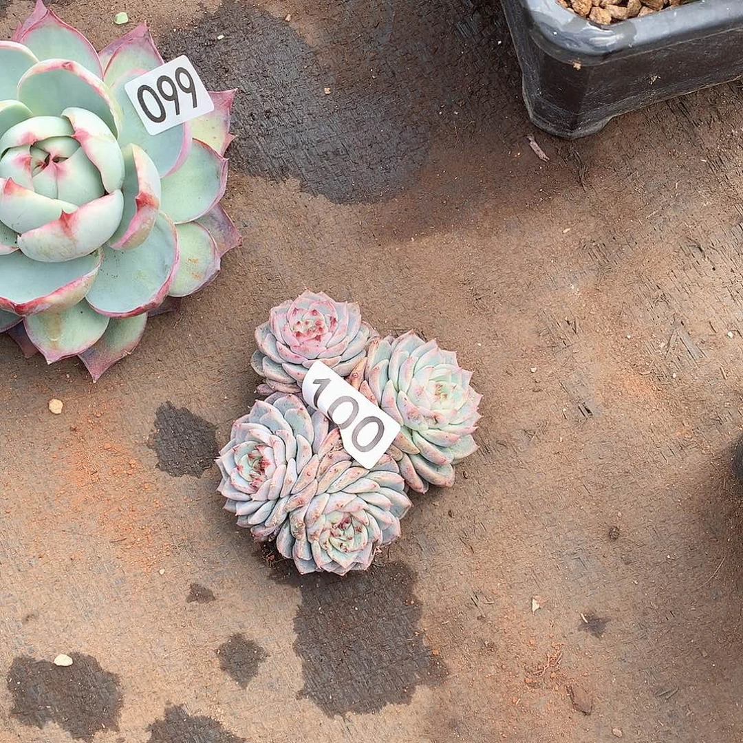 100天鹅绒一物一拍多肉