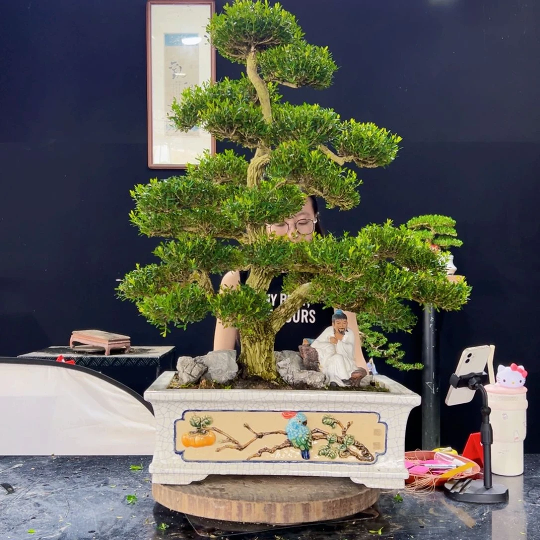 无花朵黄杨盆景四季常绿