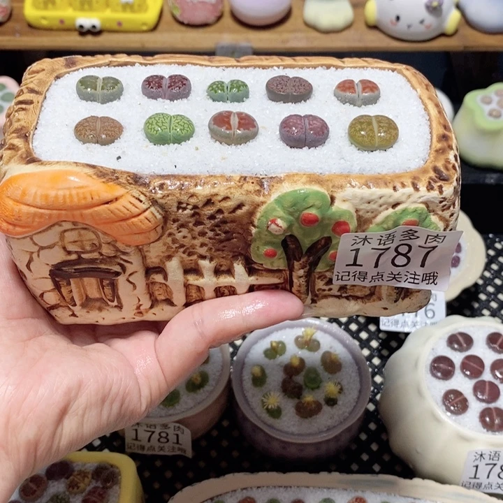 带盆土植物 一物一拍1787