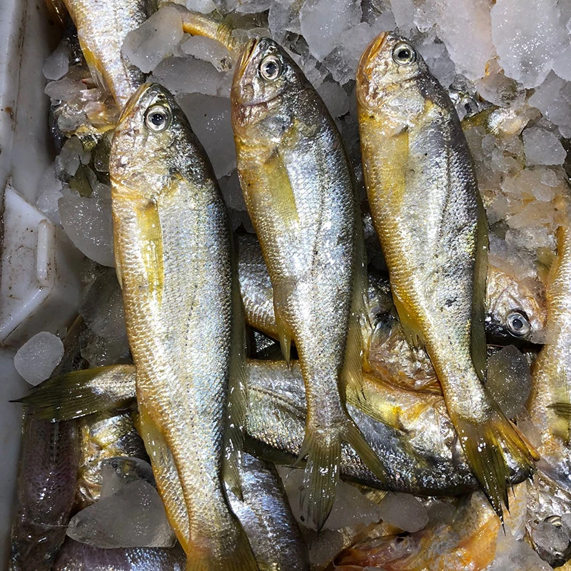 【船冻小黄鱼】宁波石浦海鲜东海新鲜小黄鱼