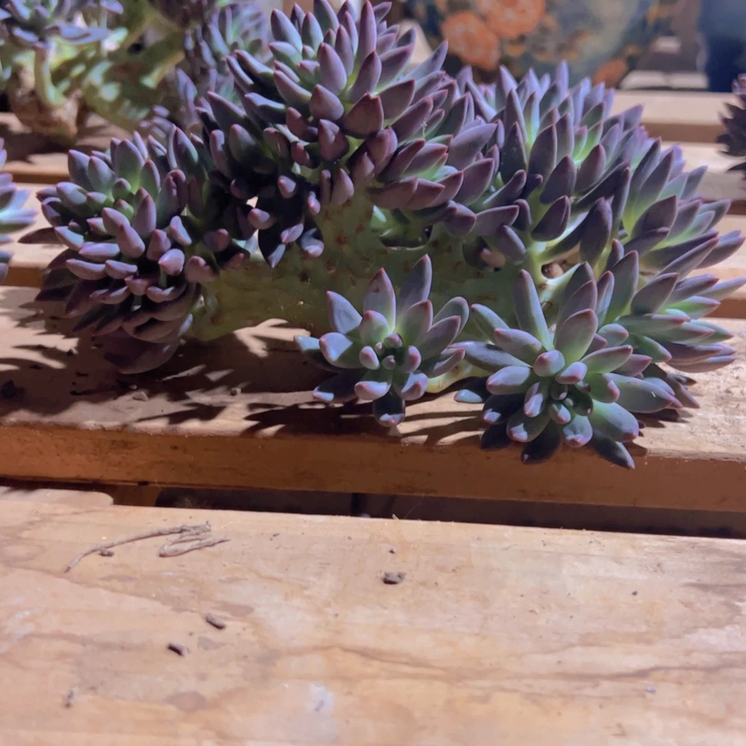 艳***寄养车里子树哈哈哈哈哈哈哈哈哈哈