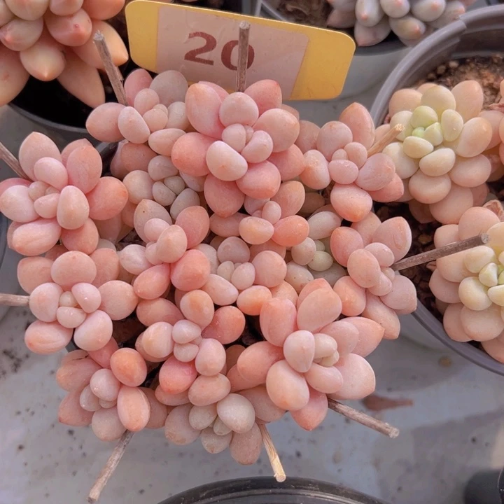 健健康康平平安安