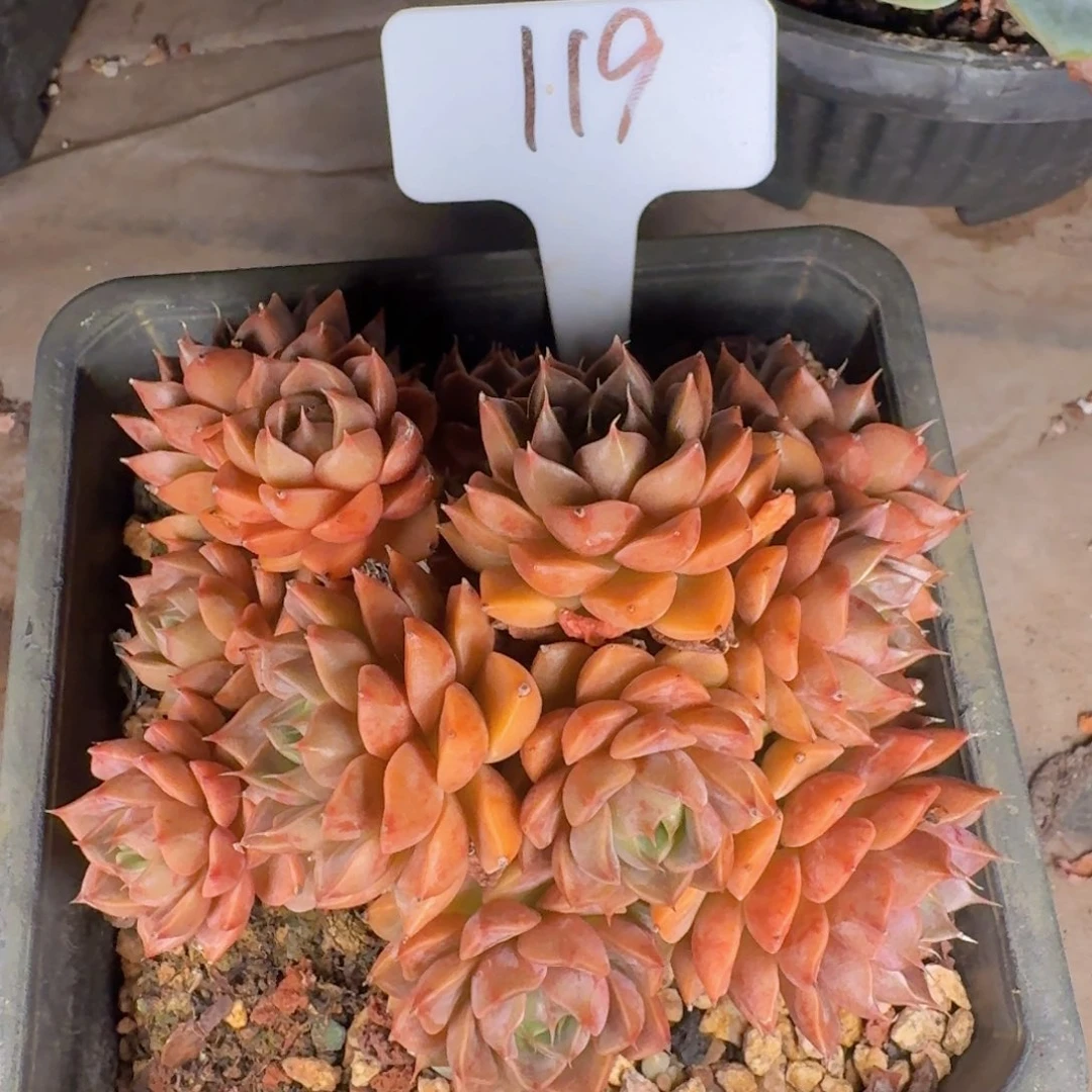多肉植物的生长发育与