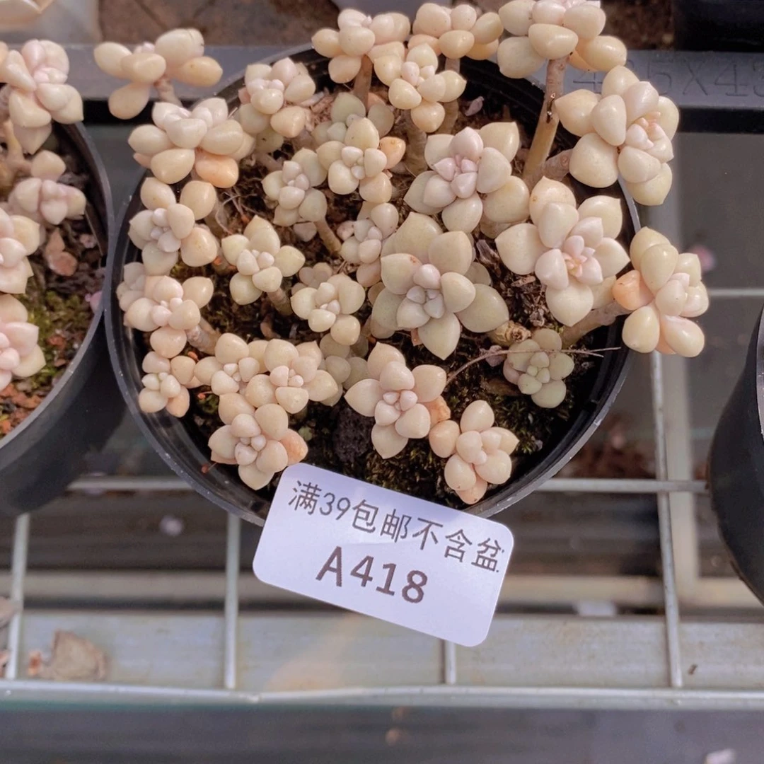 姬秋丽散拼8cm418多肉植物
