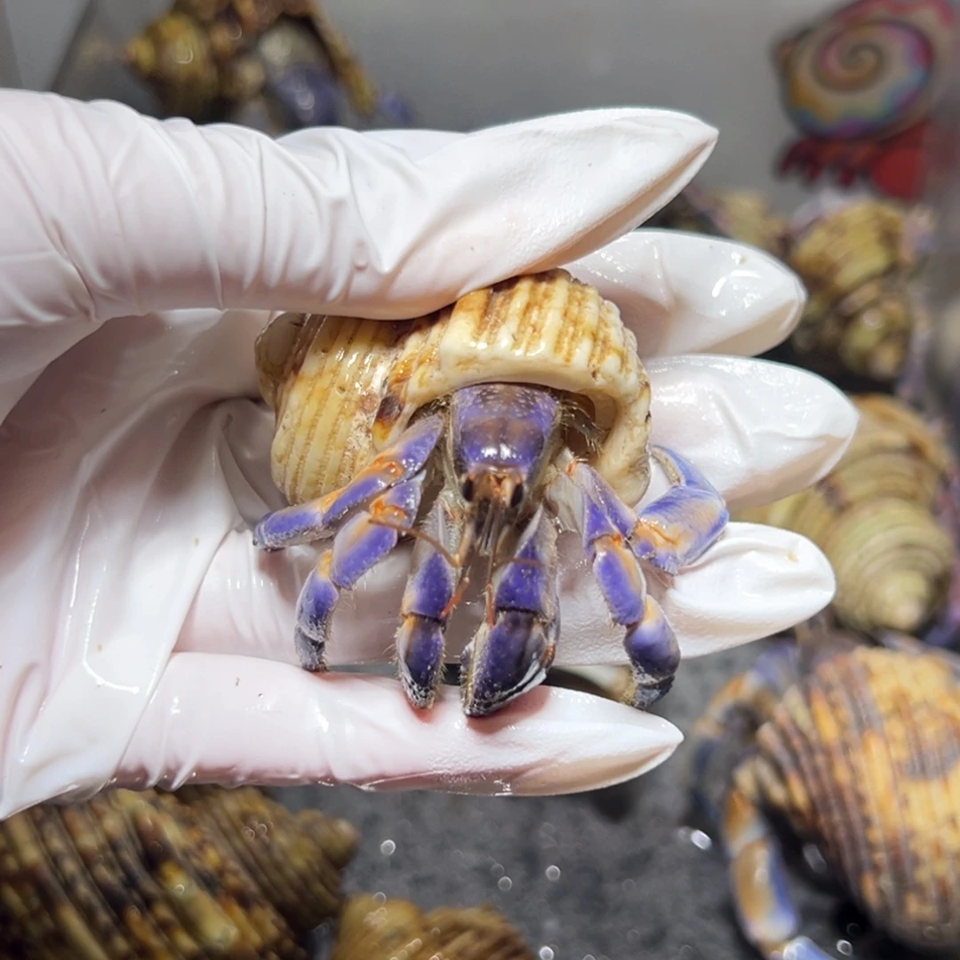 开播福利紫陆口径2.3LOL