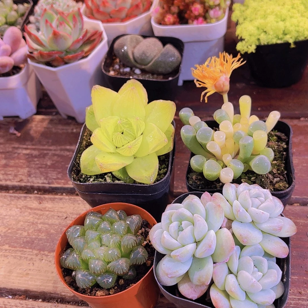 五十锦➕姬雨露➕黄金雨露➕冰玉多头