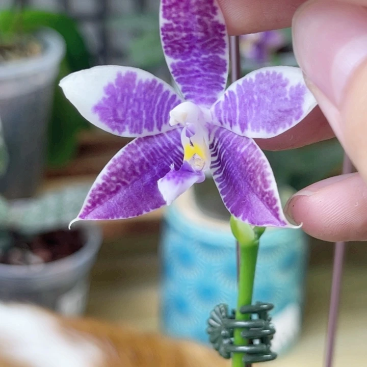 完全开放柳林3592-1563