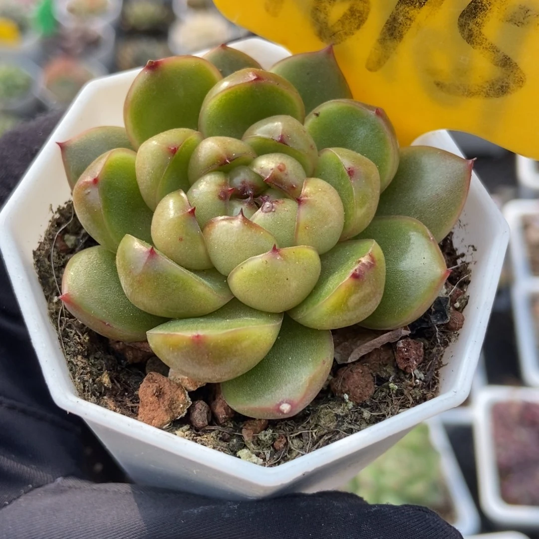 1615莱拉珍妮多肉植物