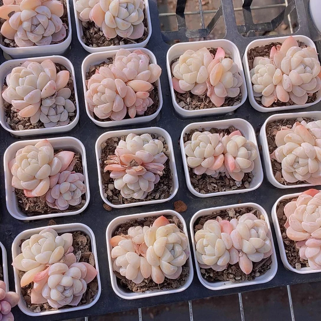 0128-小双头雪媚娘福利一颗 量拍