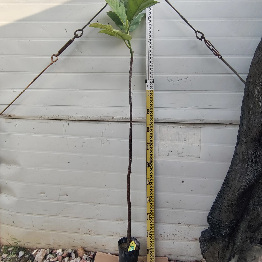 面包树面包果大杯苗28号罗蜜树马槟榔面磅树庭院大型绿植结果绿植