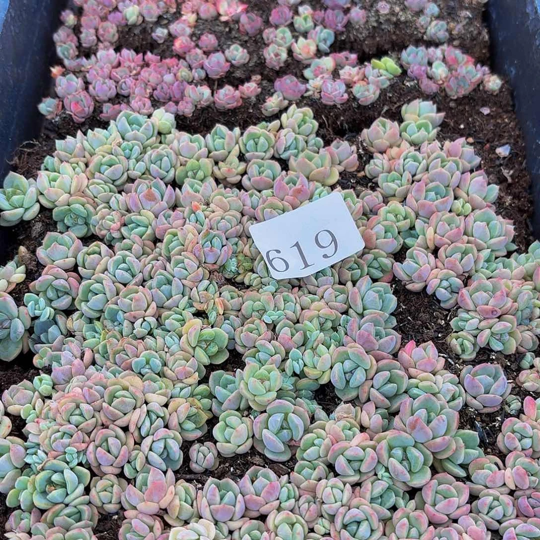 ?****多多肉植物多肉植物619