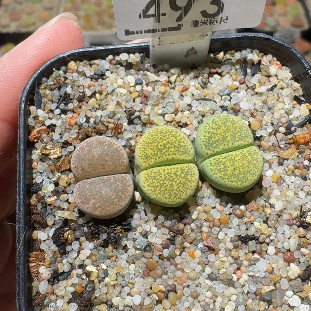 绝绝绝子生石花493