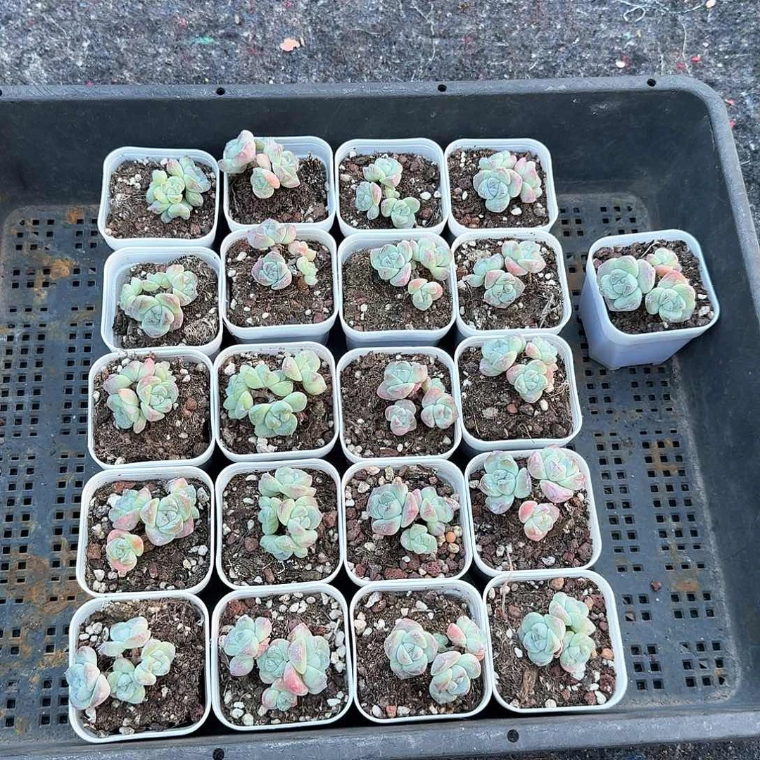 库宝一物一拍专拍