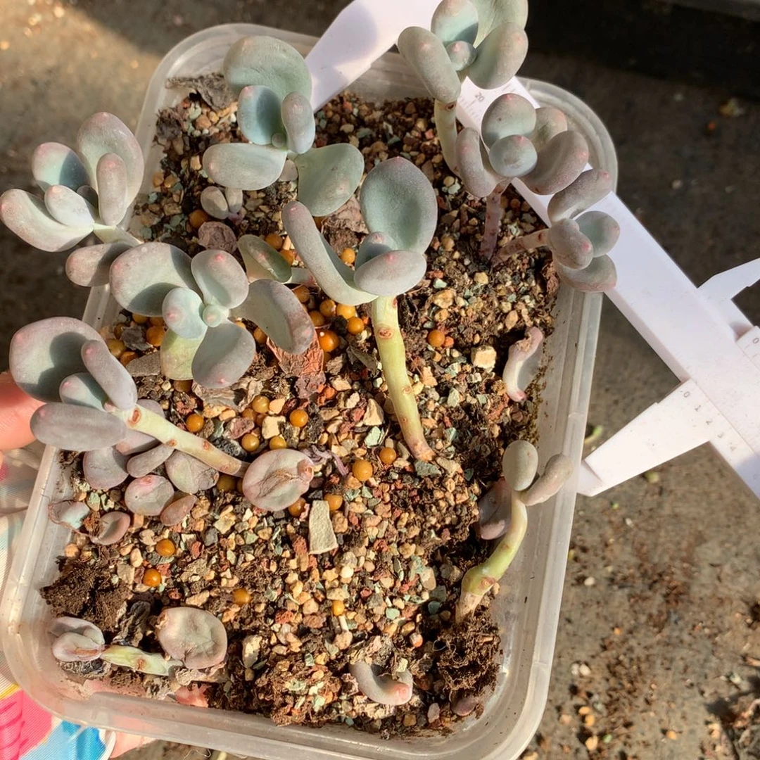 大叶奶6颗 彩虹双头，有锦基因