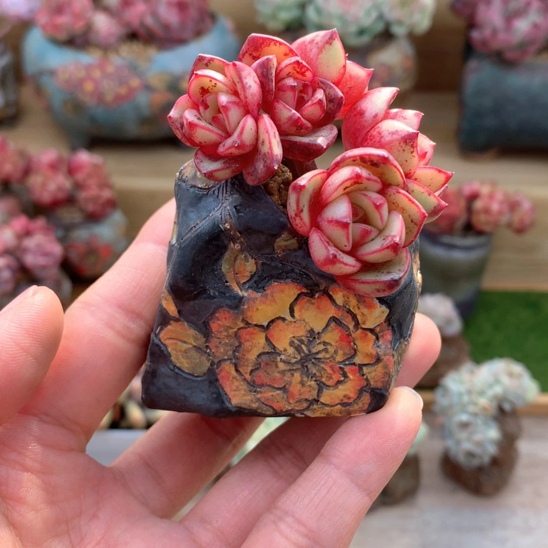 毛*肉加盆一物一拍整群