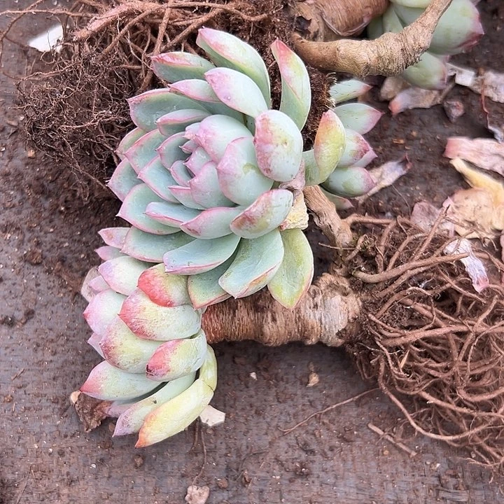 莎莎女王双头起。