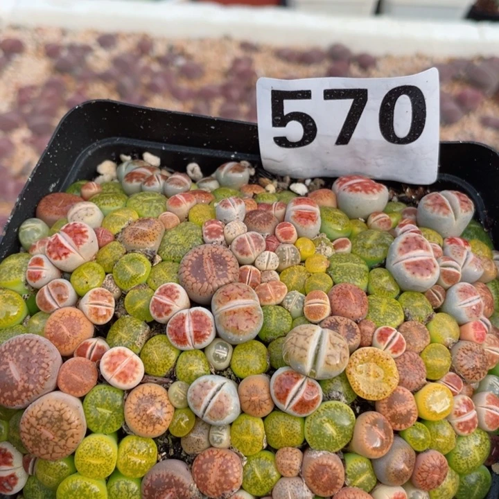 570彩混零下拍保温