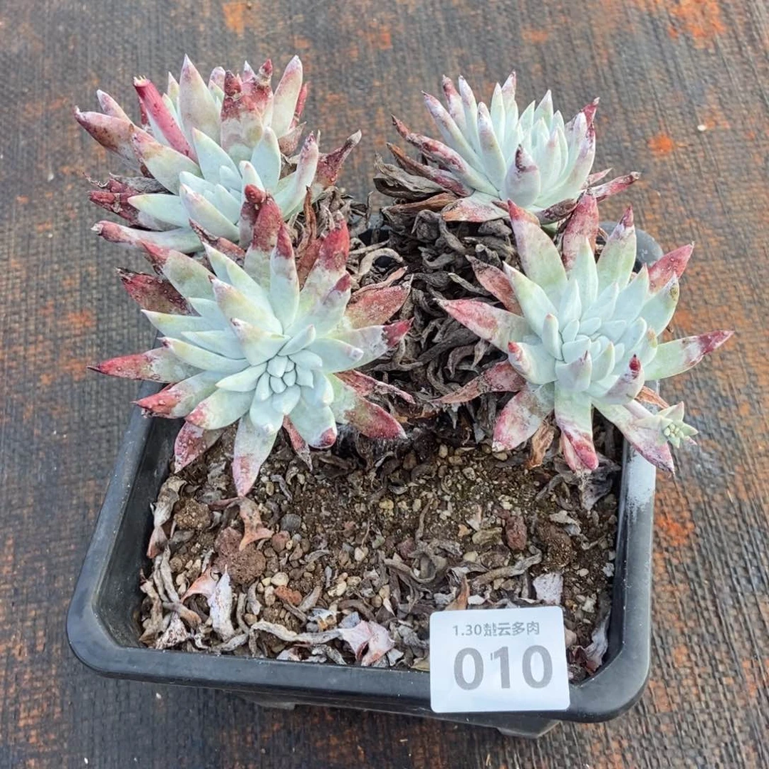 010多肉植物啦啦啦啦
