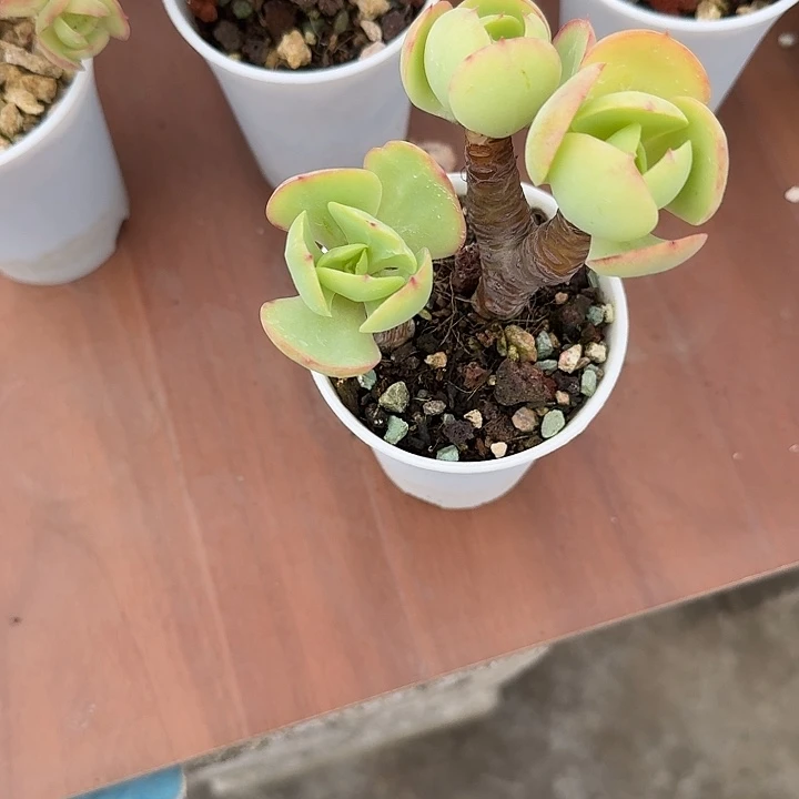 古***曰鸡蛋碧桃多肉植物