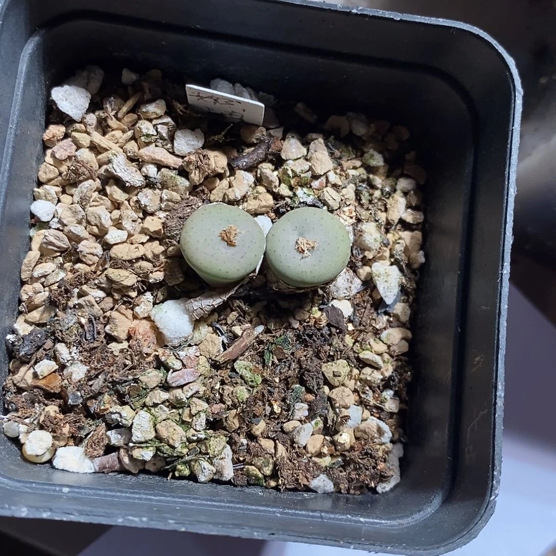 26383。 奶油嘴。   杂