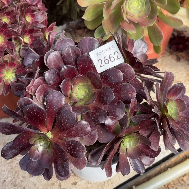 梅花博迪多肉法师2662