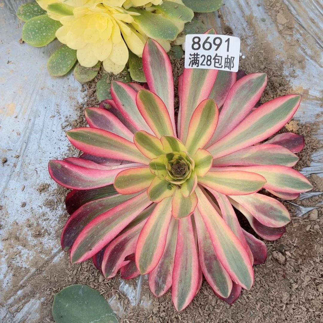 F. 8691阿波罗多肉