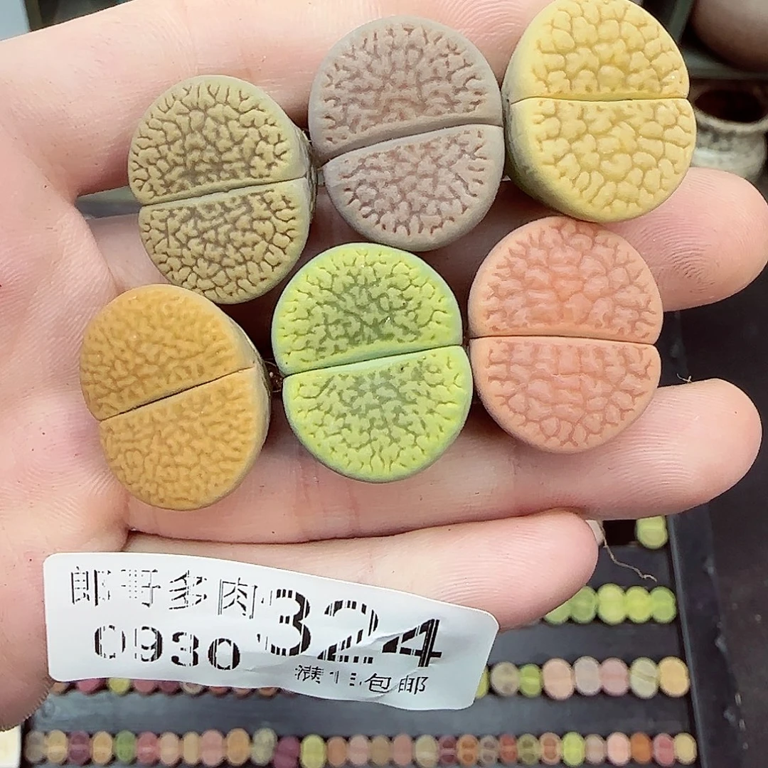 C****满满18包邮0930-324